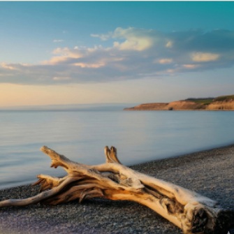 Beach Logs